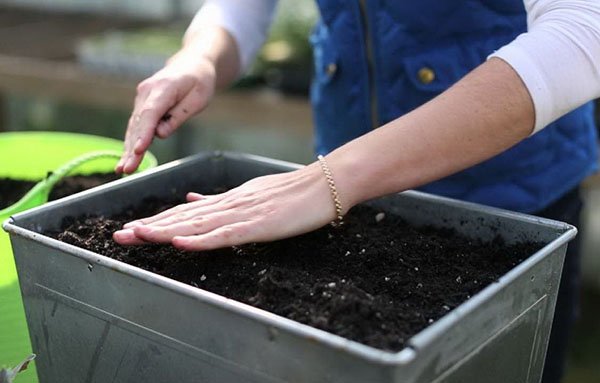 Вирощування геленіума з насіння, коли пересаджувати, відео