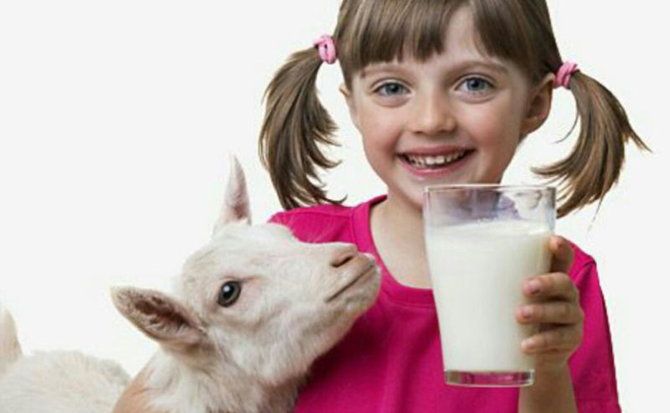 Козяче молоко корисні властивості і протипоказання