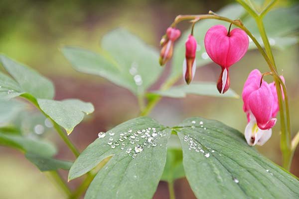 Посадка і догляд за дицентрой у відкритому грунті: вирощування з кореневищ і насіння