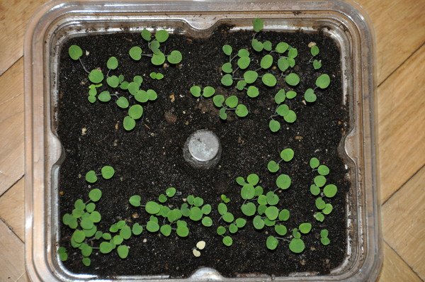 Вирощування з насіння аквілегії: посадка і догляд у відкритому грунті