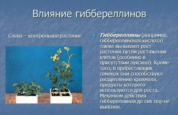 Регулятори росту рослин класифікація, застосування, відео
