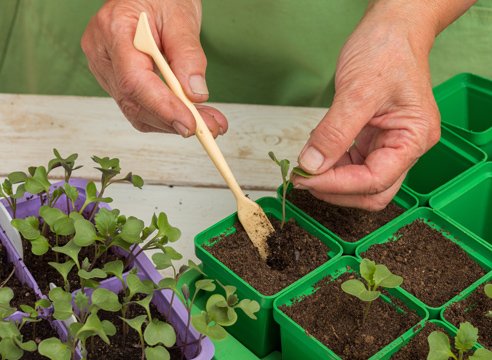 Що садити на розсаду в березні 2019 року. Календар посадки квітів та овочів