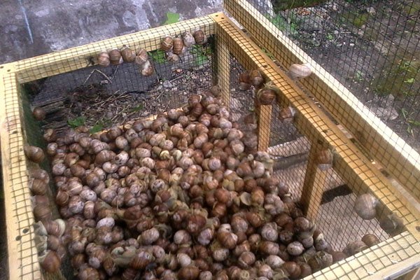 Розведення виноградних равликів скільки ростуть, як доглядати, відео