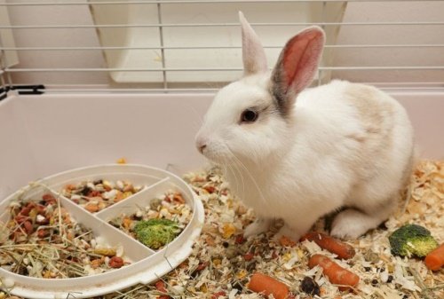 Як доглядати за декоративними кроликами, їх раціон, відео