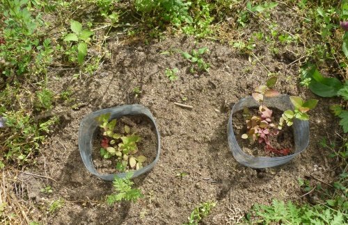 Як садити лохину, яка грунт потрібна і де краще, відео