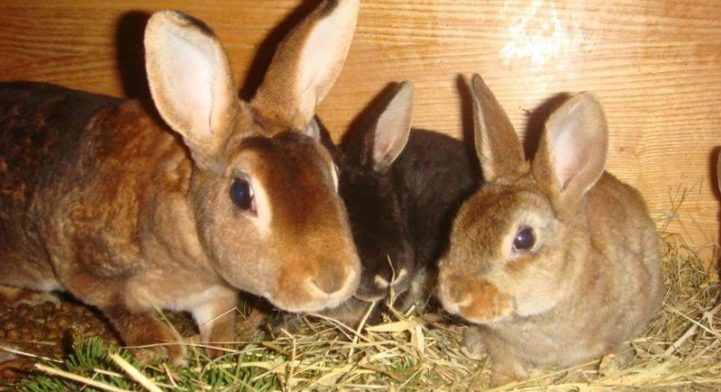 Кокцидіоз у кроликів: лікування, симптоми, профілактика