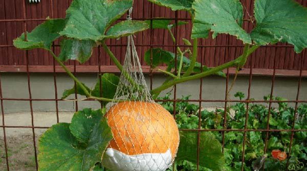 Як садити гарбузи та вирощування у відкритому грунті: терміни, правила посіву та догляду