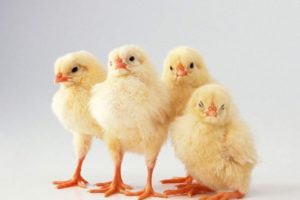Комбікорм для курчат: СТАРТ, ПК 5,6, Пурину, Сонечко