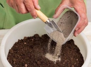Коли і як пікірувати розсаду капусти в домашніх умовах: правила і строки пересаджування