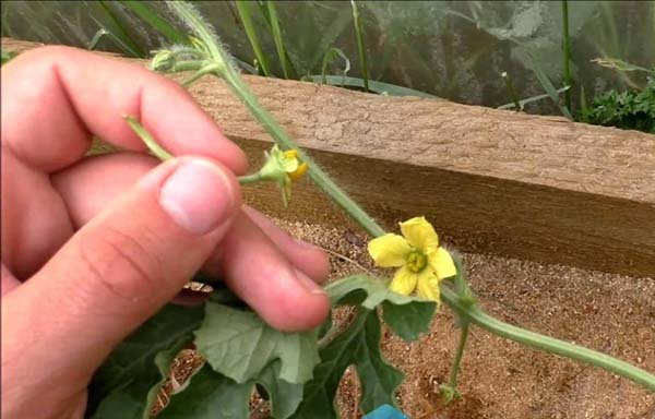 Як садити і вирощувати кавуни у відкритому грунті або в теплиці: терміни посіву і правила догляду