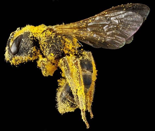Бджолиний пилок: що це, склад, користь і шкоду, відгуки