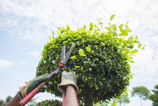 Шовковиця – посадка, вирощування і догляд за деревом