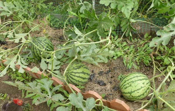 Як садити і вирощувати кавуни у відкритому грунті або в теплиці: терміни посіву і правила догляду