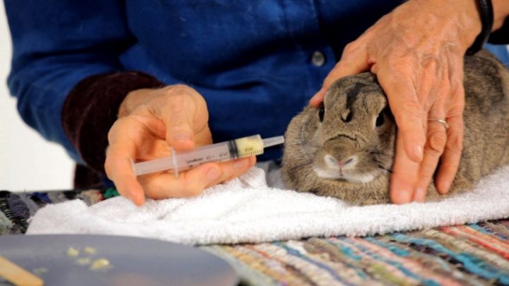 Кокцидіоз у кроликів: лікування, симптоми, профілактика