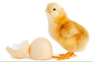 Скільки днів курка висиджує яйця курча