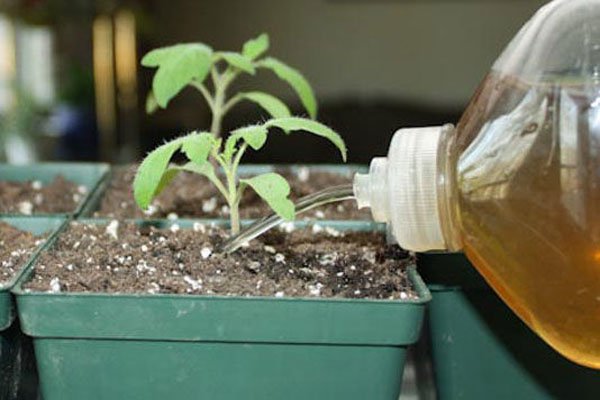 Як виростити розсаду помідорів в домашніх умовах: правила догляду та вирощування