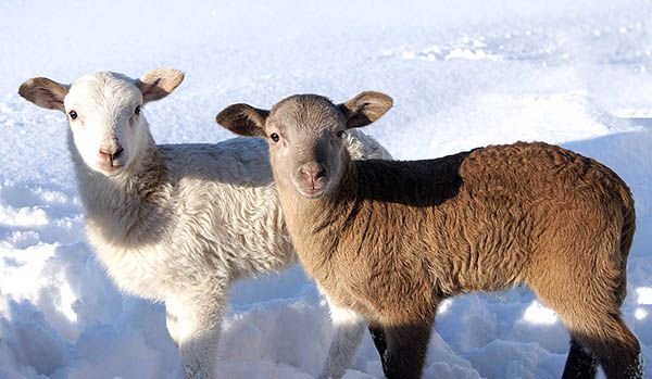Катумские вівці: опис породи, відгуки, розведення