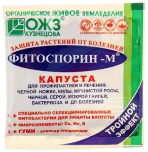 Коли і як пікірувати розсаду капусти в домашніх умовах: правила і строки пересаджування