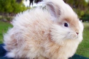 Ангорський кролик: породи, фото, утримання та догляд