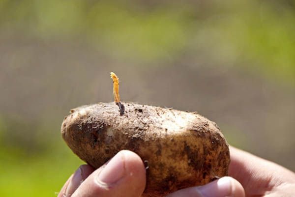 Картопля Гуллівер: опис сорту, відгуки, фото