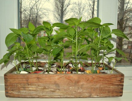 Як виростити розсаду перцю в домашніх умовах: правила догляду та вирощування
