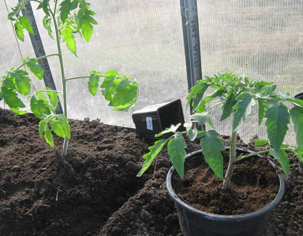 Як виростити розсаду помідорів в домашніх умовах: правила догляду та вирощування