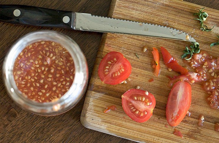 Як зібрати насіння помідорів в домашніх умовах