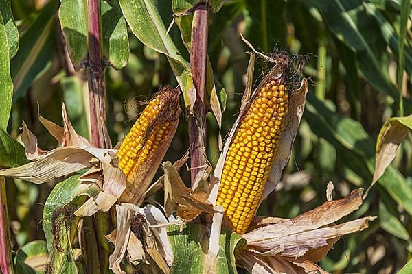 Фуражна кукурудза: що це, сорту, опис, застосування