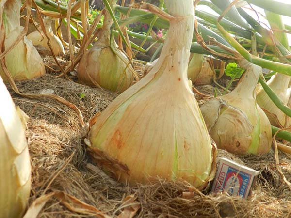 Вирощування цибулі Эксибишен з насіння: посадка на розсаду і догляд в домашніх умовах