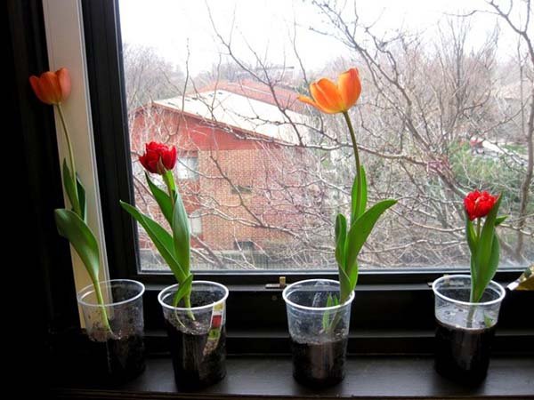 Як зберегти букет тюльпанів у вазі в домашніх умовах: правила догляду та зберігання