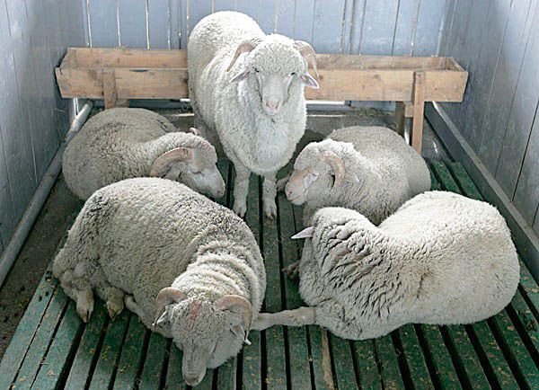 Ставропольська порода овець: характеристики, утримання та догляд