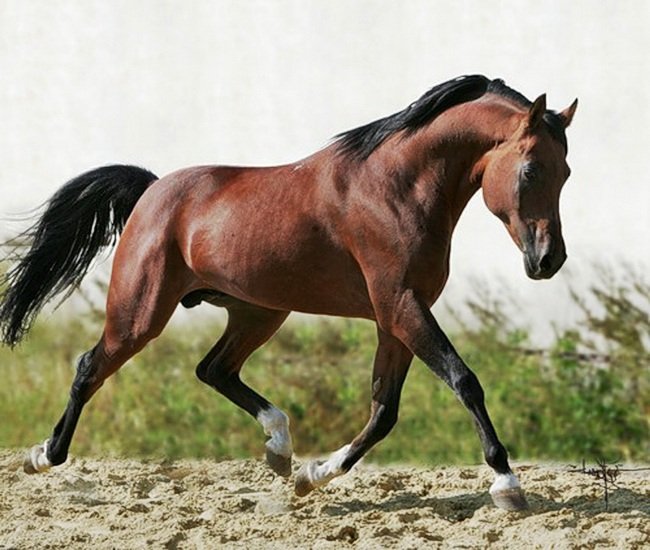 Арабський кінь: опис породи, фото, зміст