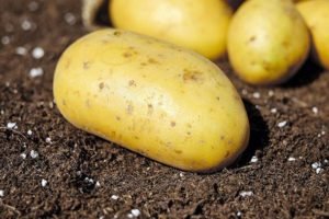 Картопля Гуллівер: опис сорту, відгуки, фото
