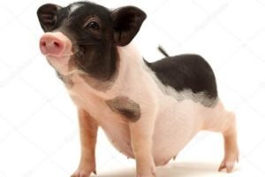 Міні піг: що це, породи, відгуки, догляд, чим годувати свинок