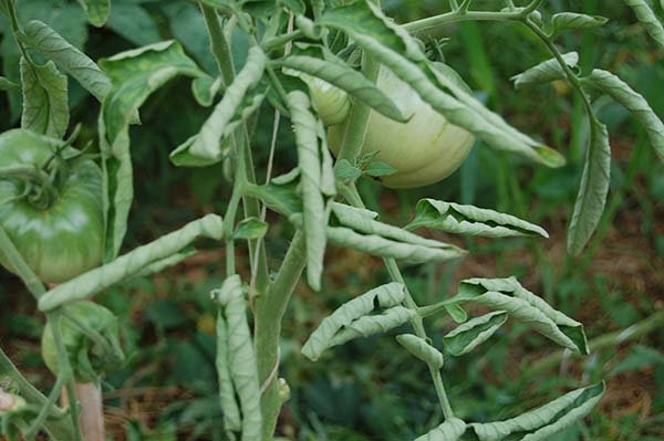 У помідорів скручуються листя: чому (причини) і що робити, як допомогти рослині