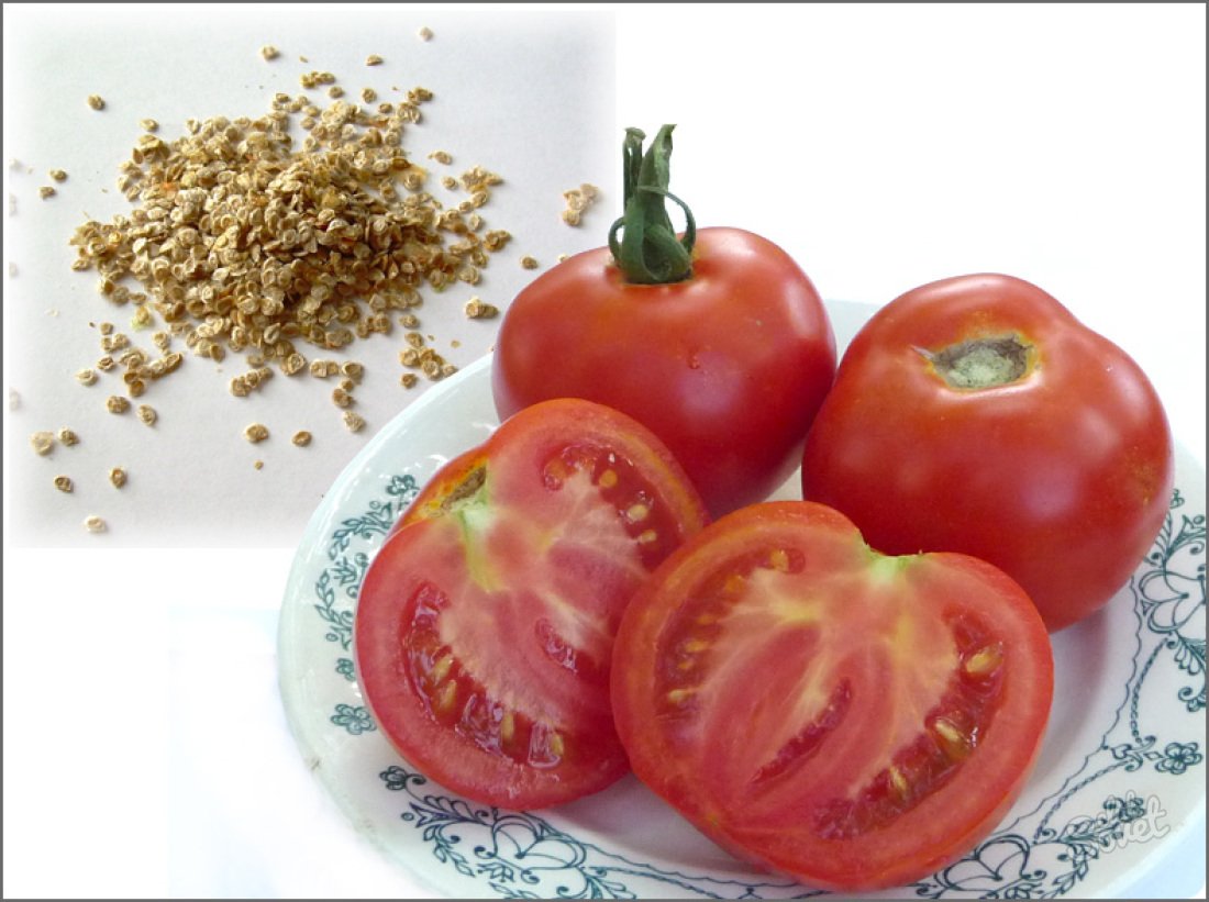 Як зібрати насіння помідорів в домашніх умовах