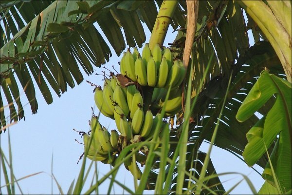 Як ростуть банани в природі і в яких країнах