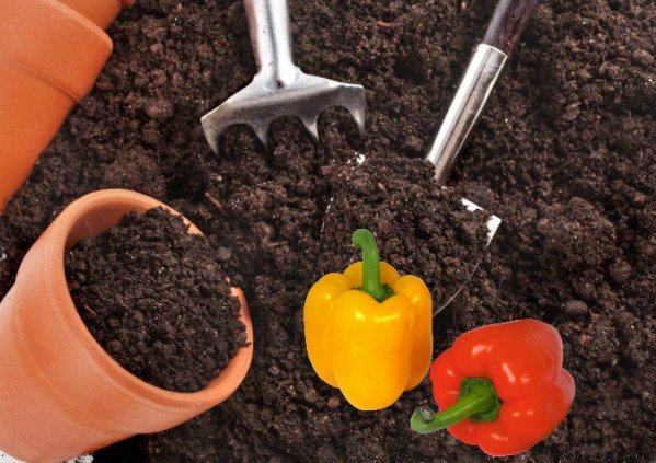 Як виростити розсаду перцю в домашніх умовах: правила догляду та вирощування