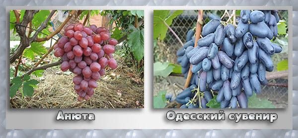 Столові сорти винограду з описом і фото