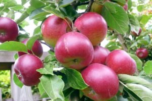Щеплення яблуні: навесні, влітку, восени і взимку