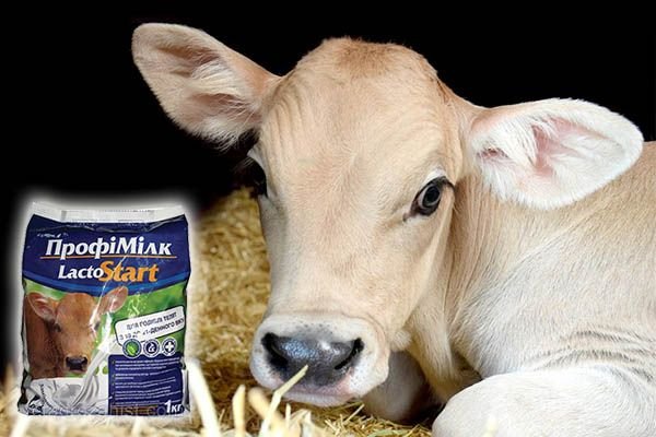 Замінник цільного молока: що це для телят, поросят