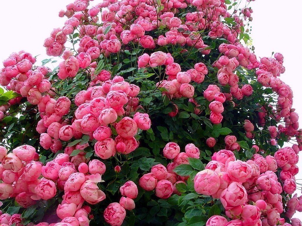 Піоноподібні троянди: сорти, види, фото, вирощування