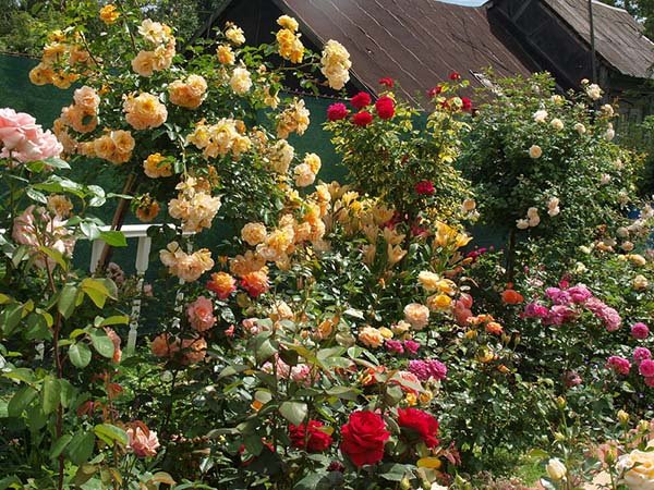 Як і чим підживити троянди навесні і влітку для пишного цвітіння: кращі добрива