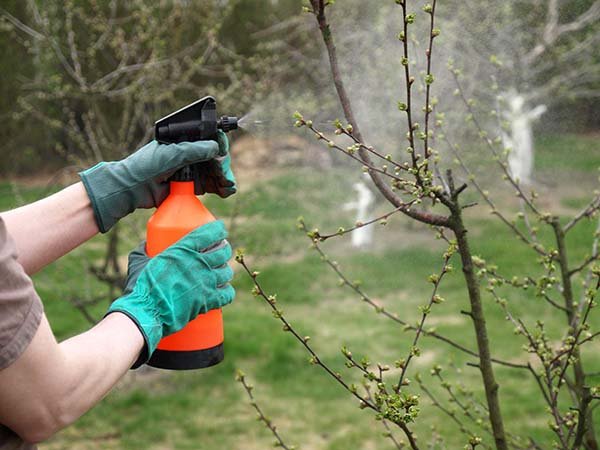 Обробка саду навесні: чим обприскувати від хвороб і шкідників дерева і чагарники