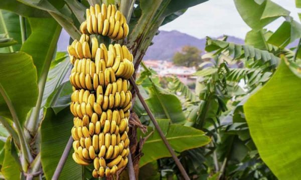 Як ростуть банани в природі і в яких країнах