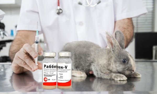 Раббивак В: інструкція по застосуванню вакцини для кроликів