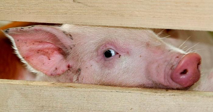 Африканська чума свиней: ознаки захворювання, фото, чим небезпечна для людини