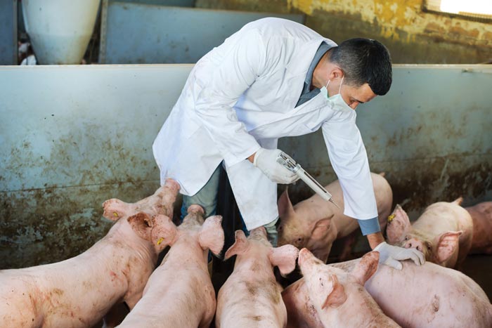 Африканська чума свиней: ознаки захворювання, фото, чим небезпечна для людини