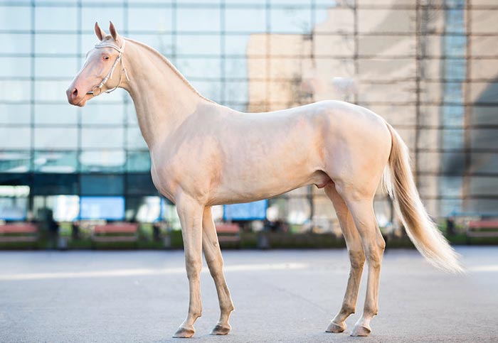 Ахалтекінська порода коней: фото та опис аргамака