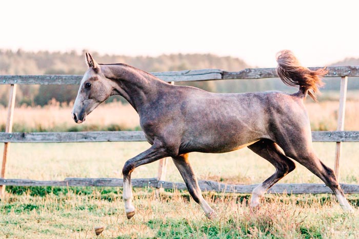 Ахалтекінська порода коней: фото та опис аргамака